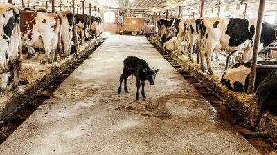 На Черкащині на молочній фермі загинули троє працівників