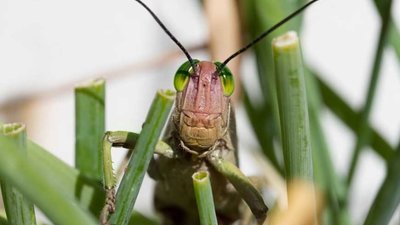 На Львівщині з’явилася сарана