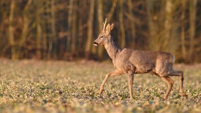 Браконьєра на Львівщині оштрафували майже на 100 тис. грн за вбивство трьох козуль