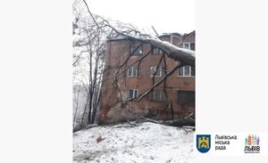 У Львові впале дерево пошкодило покрівлю гуртожитку