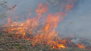 Львів'ян закликають не випалювати суху траву