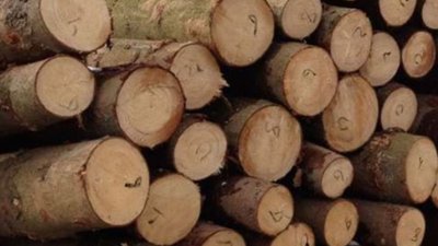 На Волині чоловік нарізав дерев у лісі на понад 60 тисяч гривень