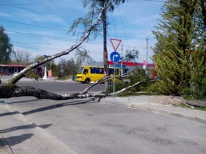 Внаслідок падіння дерева у Львові постраждала школярка (фото)