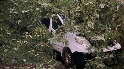 На Львівщині дерево впало на автомобіль, в якому перебувала сім'я з дітьми (ФОТО)