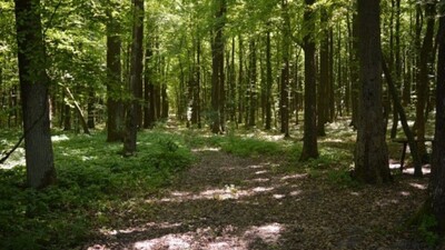 На Тернопільщині другу добу шукають двох жінок, які зникли у лісі