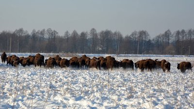 На Львівщині помітили велике стадо зубрів