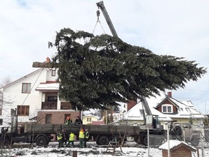 Головну ялинку місту подарувала жінка з Брюхович (ФОТО)