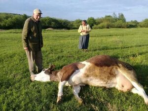 На Франківщині агрохолдинг звинувачують у отруєнні людей та худоби (фото)