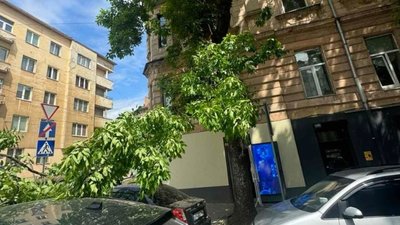 У Львові гілка дерева впала на автомобіль