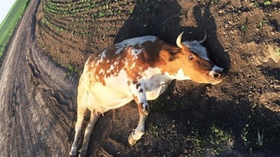 Суд виніс вирок 22-річному чоловіку, який знущався з вагітної корови на Хмельниччині