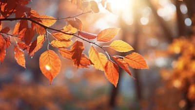 Якою буде погода у Львові та області завтра, 13 листопада