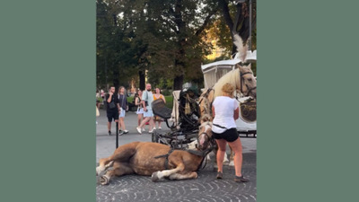 У Львові скликають спеціальну робочу групу, щодо випадку з конем який знепритомнів у центрі міста