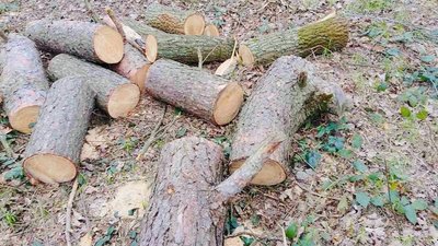 На Львівщині виявили незаконну вирубку лісу на понад 800 тис грн