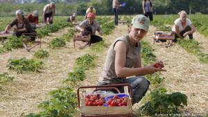 В уряді розповіли, чи випускатимуть сезонних працівників на заробітки за кордон