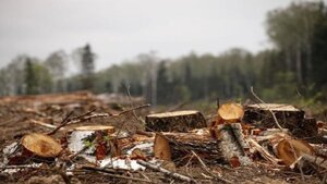 У Львові судитимуть посадовців за незаконну порубку дерев на мільйон гривень