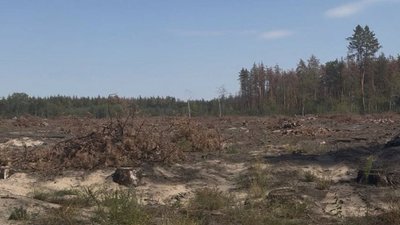 На Львівщині викрито схему знищення лісу зі 103 млн грн збитків