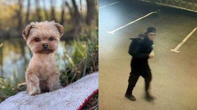 У Львові розшукують чоловіка, який викрав собаку з приватної території (ВІДЕО)