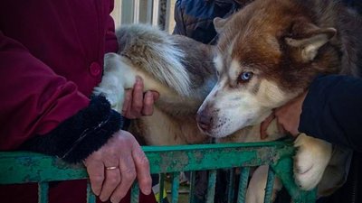 На Львівщині врятували хаскі, який застряг у паркані
