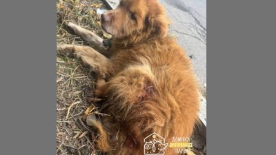 У Винниках волонтери знайшли собаку тіло якого всіяне слідами від куль і укусів (ФОТО)