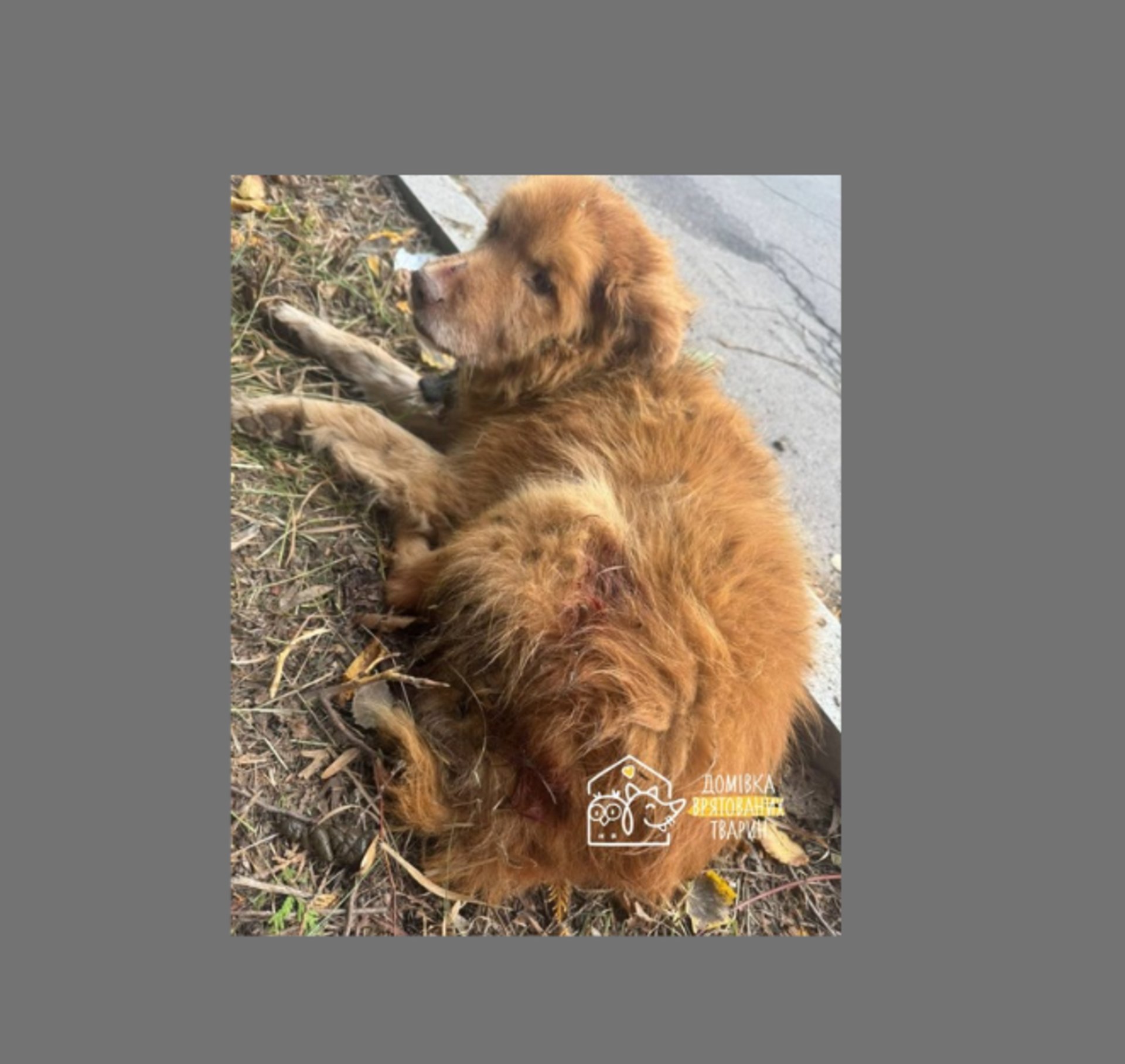 У Винниках волонтери знайшли собаку тіло якого всіяне слідами від куль і укусів (ФОТО)