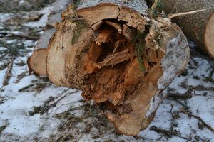 На Львівщині незаконно зрубали понад тисячу дерев (ФОТО)