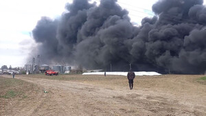 На Буковині спалюють тисячі свиней, в яких виявили небезпечну хворобу (ВІДЕО)