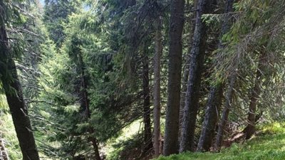 Біля кордону з Румунією прикордонники виявили тіло людини