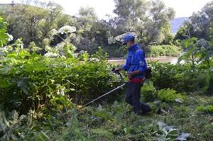 З початку року на Львівщині знищено майже 750 га борщівника Сосновського