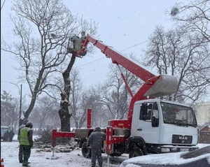 У центрі Львова зрізали 150-річні клени Рьорінга 