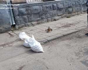 У Львові патрульні разом з небайдужими врятували дику качку з каченятами (фото)