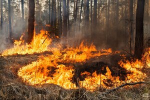 На Львівщині рятувальники ліквідували пожежу в лісовому масиві (відео)