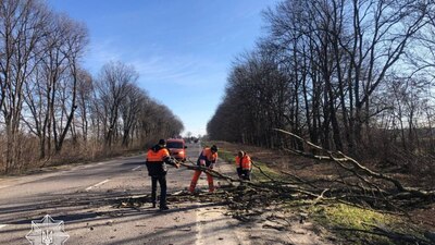 На Львівщині через сильний вітер падають дерева (ФОТО)