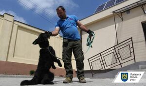 У Львові безкоштовно чіпують домашніх собак