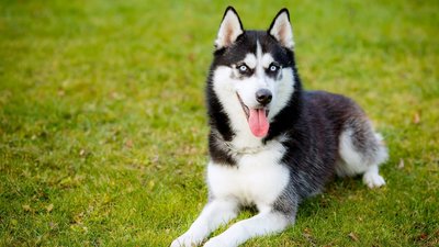 У середу у Винниках безкоштовно вакцинуватимуть домашніх улюбленців проти сказу