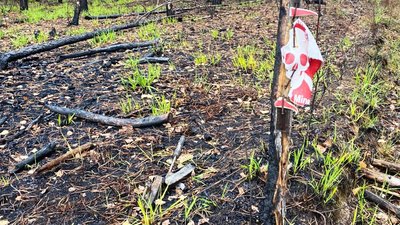 На Житомирщині внаслідок вибуху в лісі загинули пʼятеро чоловіків