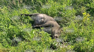 На Львівщині сталася ДТП за участі кабана