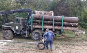 На Львівщині екс-працівник лісгоспу незаконно вирубував дерева (фото)