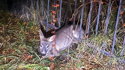 На львівському курорті врятували косулю, яка потрапила в металеву пастку біля озера  (ФОТО)