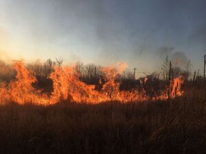 На Львівщині за добу 80 разів горіла суха трава