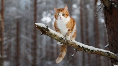 Якою буде погода у Львові та області завтра, 5 лютого