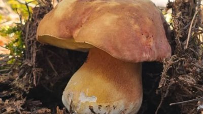 Велетенські білі гриби, які вражають своїми розмірами, значно раніше звичайного часу з’явилися на Рівненщині (ФОТО, ВІДЕО)