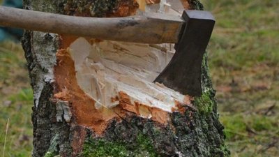 На Львівщині судитимуть лісгоспи за незаконні рубки дерев