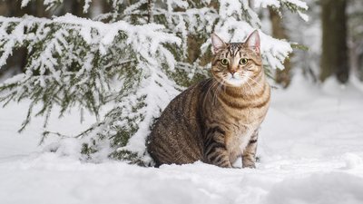 На вихідних на українців чекає середньоєвропейска зима