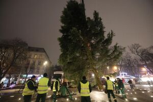 У Львові встановили головну ялинку міста (фото)