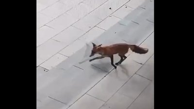 У Львові помітили лисицю (ВІДЕО)