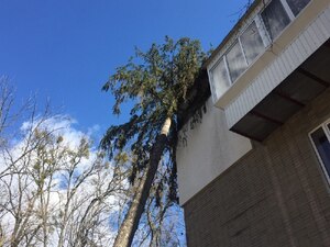 У Львові через негоду дерево впало на будинок (фото, відео)