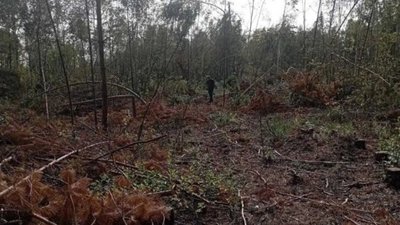 На Рівненщині незаконно зрубали понад 100 дерев