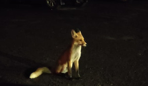 Увага! У Львові виявлено лисицю (ФОТО, ВІДЕО)