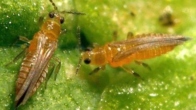 На Львівщині знищили понад 2 тонни овочів через небезпечного шкідника