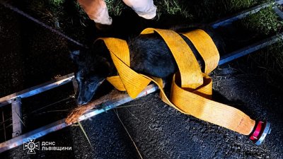 На Львівщині рятувальники витягнули з канави собаку